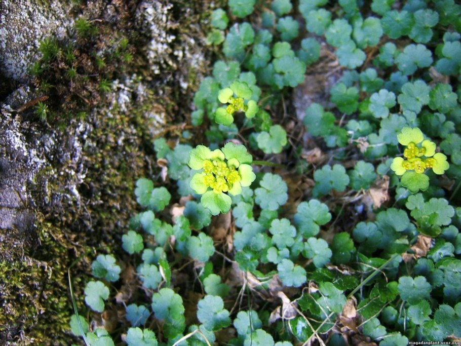 Роза Игристая (шиповник)