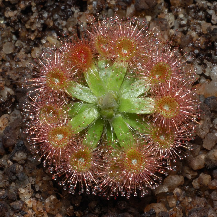 Семейство Розоцветные шиповник