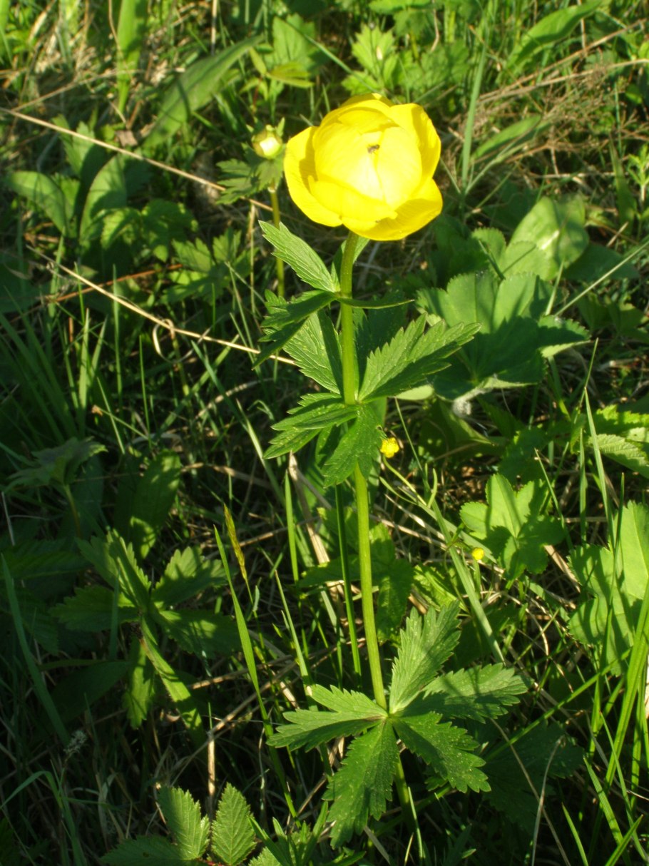 Китайский шиповник роза