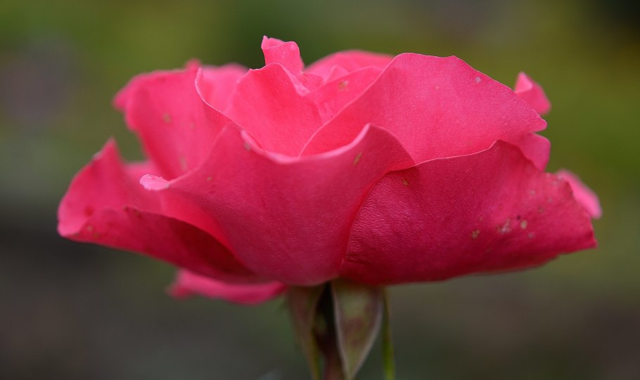 Подкласс Ранункулиды: семейства Лютиковые, маковые.