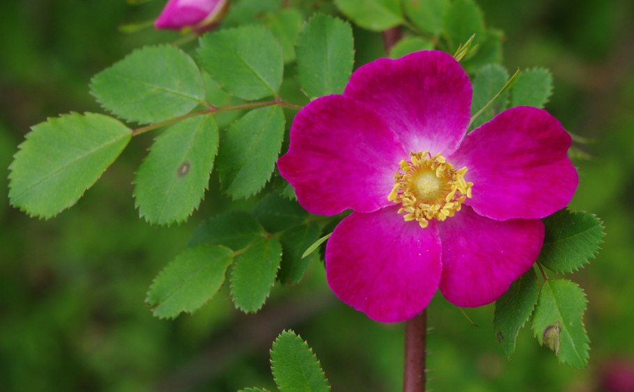 Rosa davidii