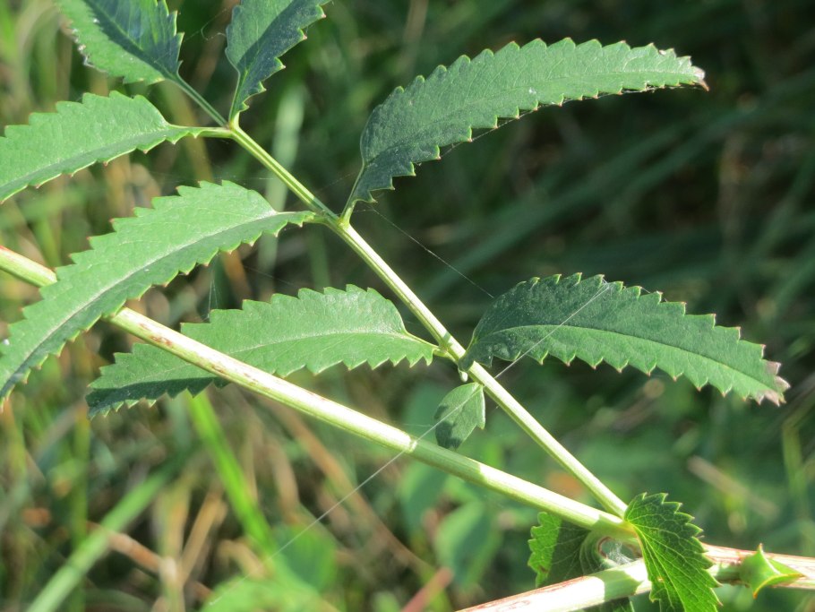 Биологические растения