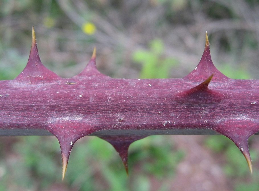 Терновые колючки