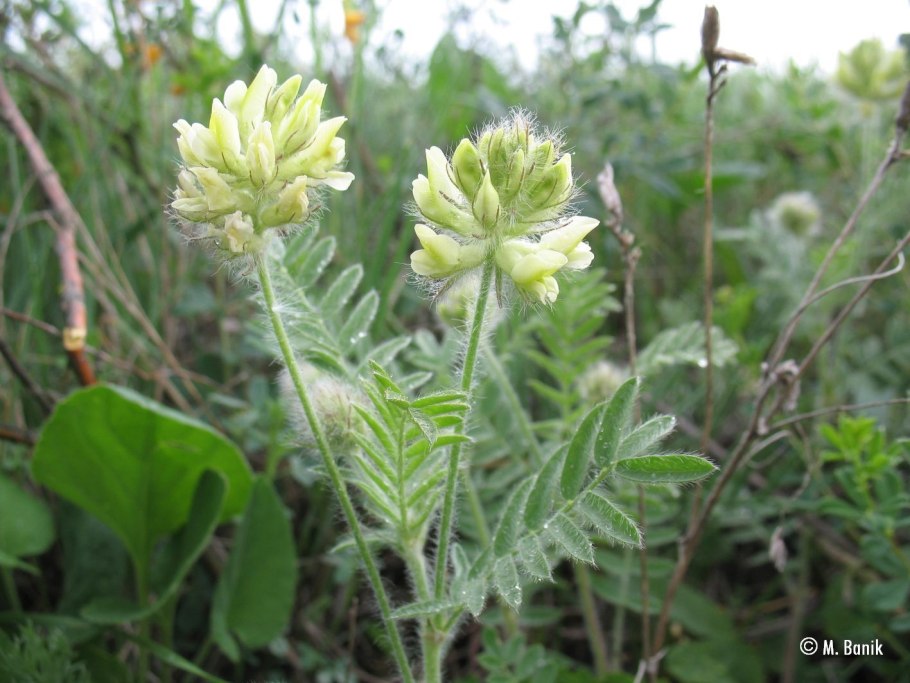 Oxytropis Aciphylla