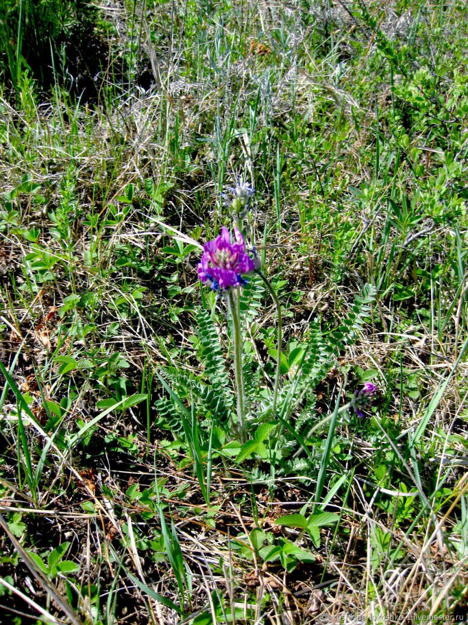 Забайкалье Остролодочник