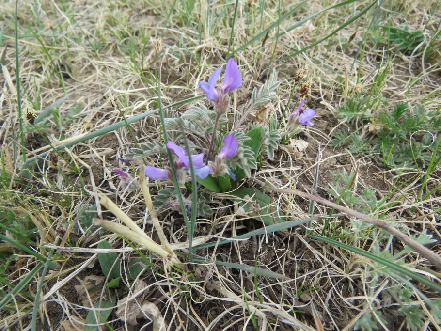 Oxytropis Campestris