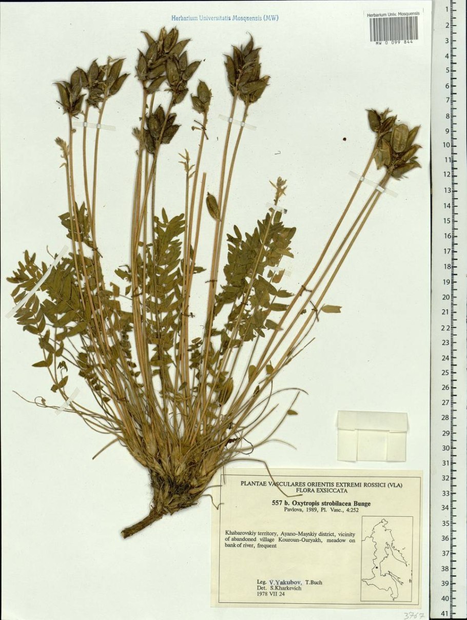 Остролодочник шишковидный – oxytropis strobilacea Bunge