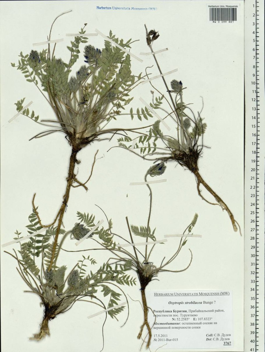 Тимьян ползучий (Thymus serpyllum)