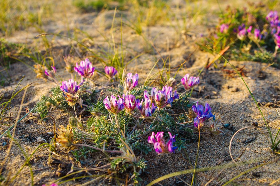 Остролодочник шерстистый