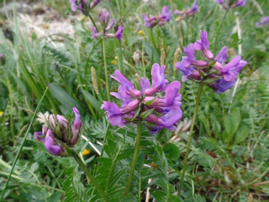 Остролодочник трехлистный Байкал