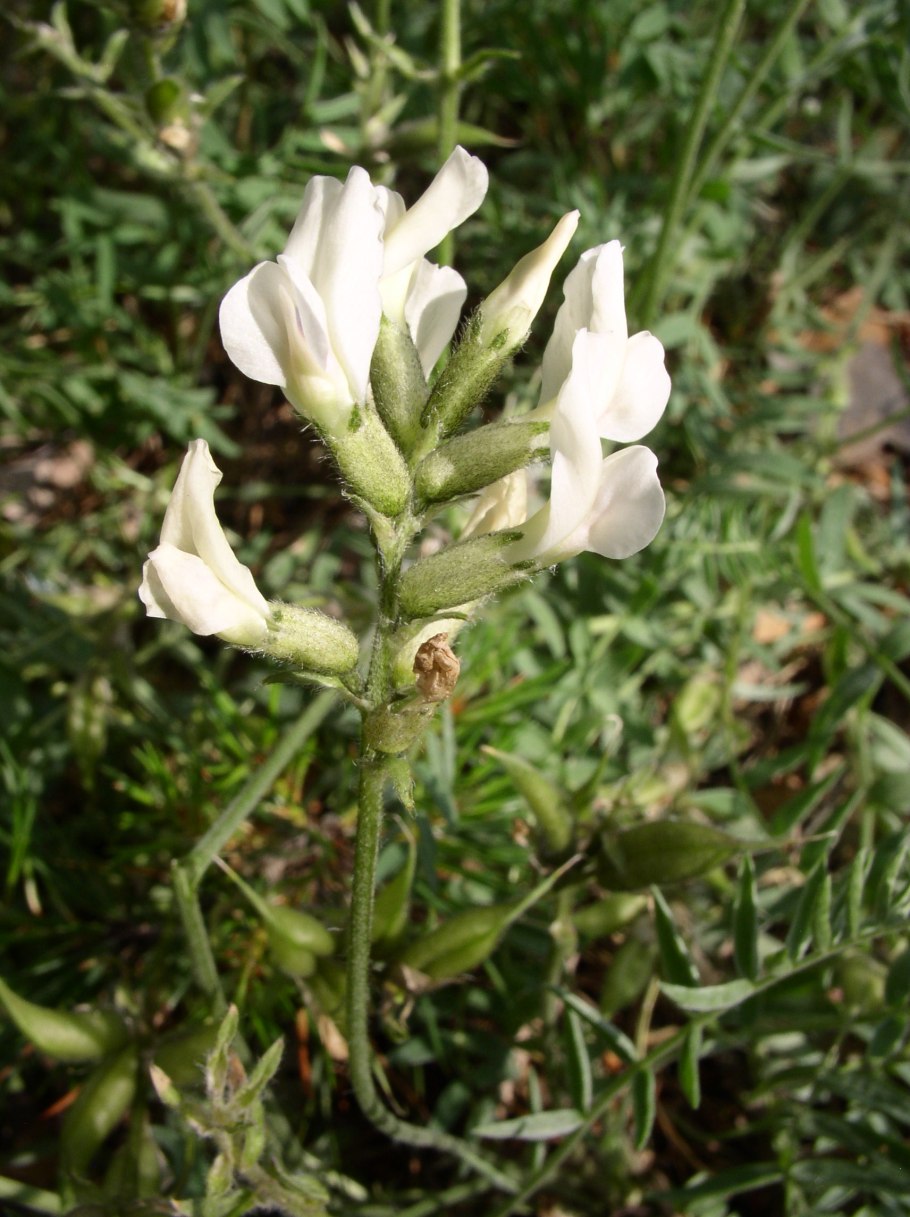 Oxytropis campestris