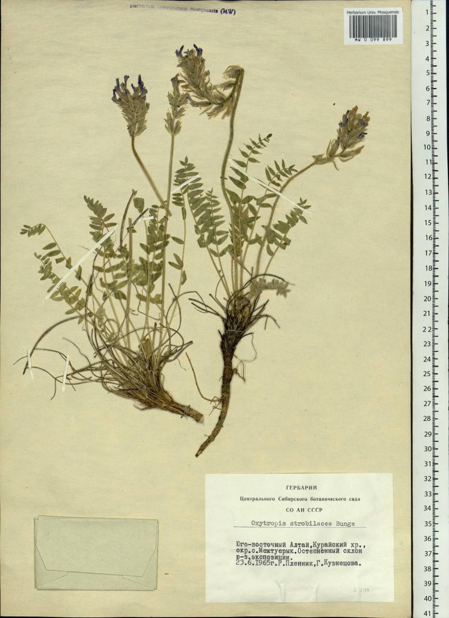 Остролодочник Сахалинский