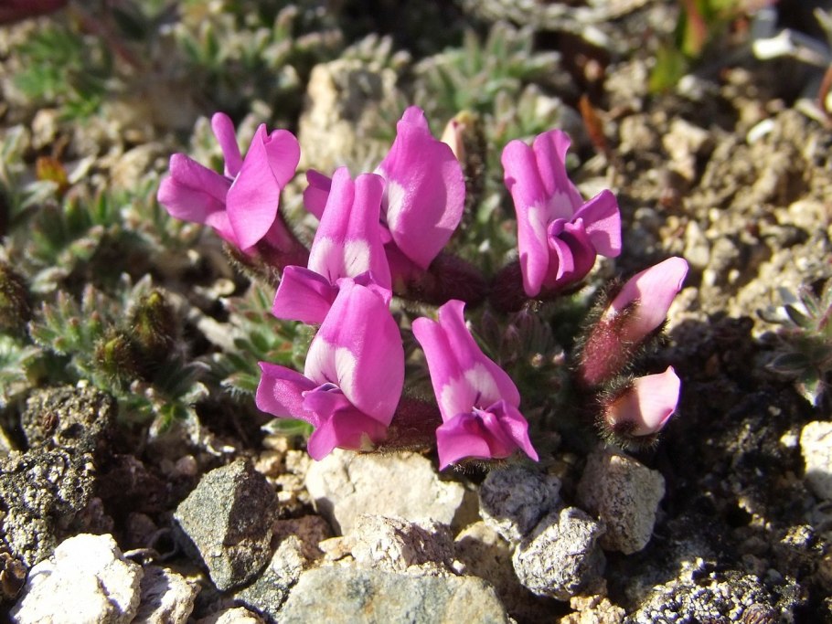 Oxytropis Campestris