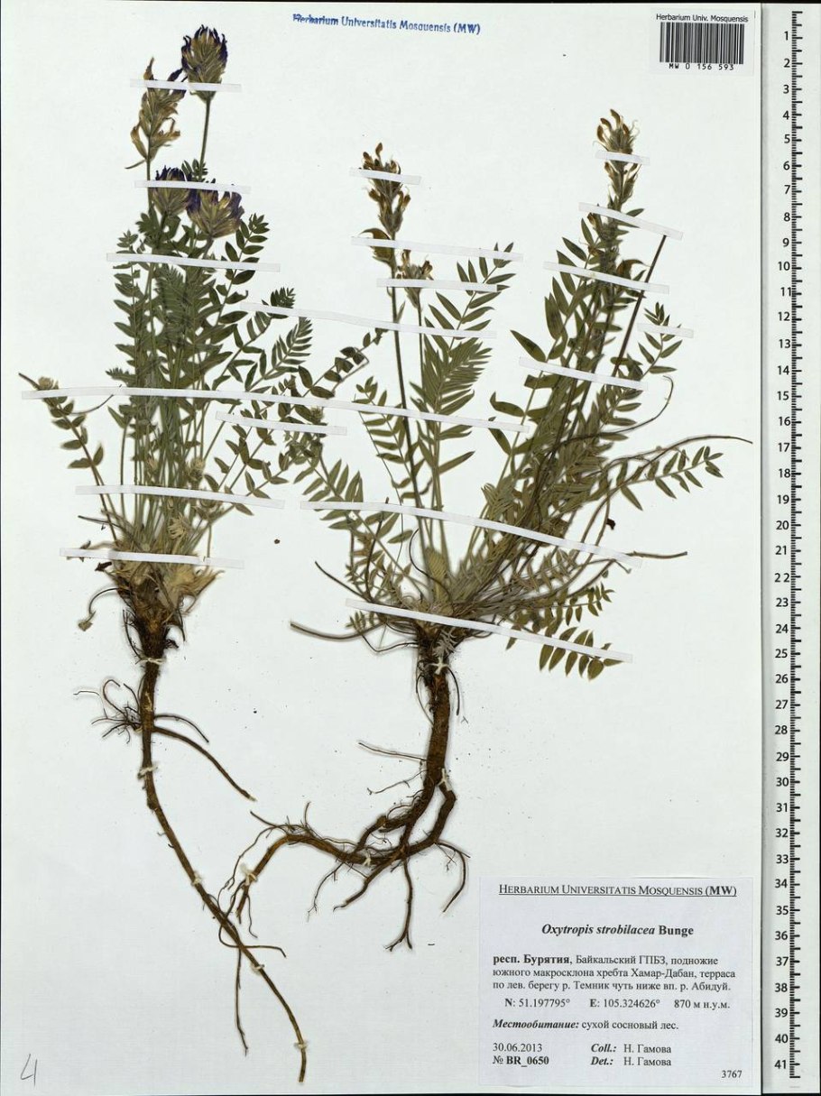 Остролодочник Ипполита