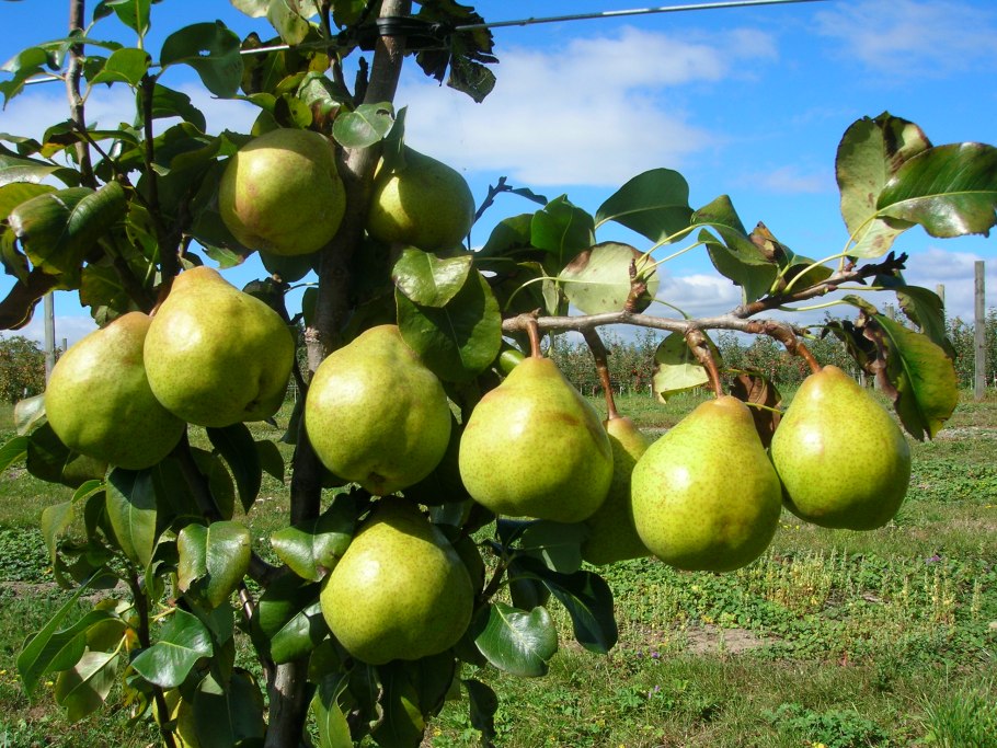 Груша кустовая