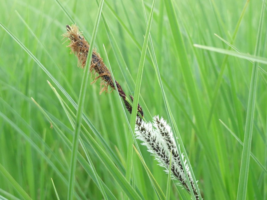 Осока carex nigra