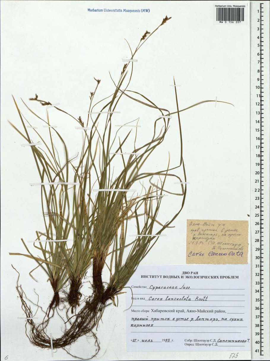 Осока колосистая