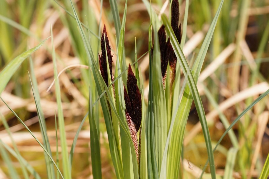 Осока береговая carex riparia