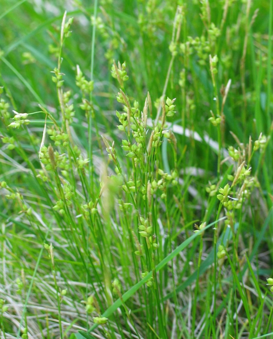 Juncus tenuis