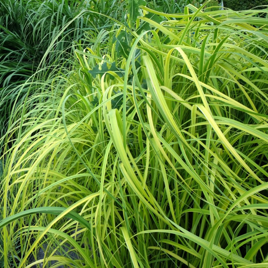 Спартина гребешковая aureomarginata