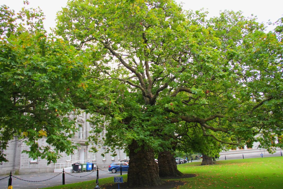 Платан восточный (platanus orientalis)