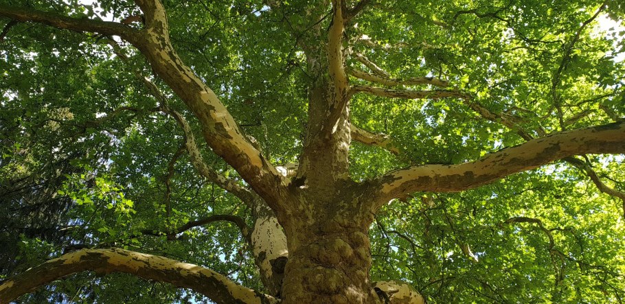 Платан Восточный (лат. Platanus orientalis),