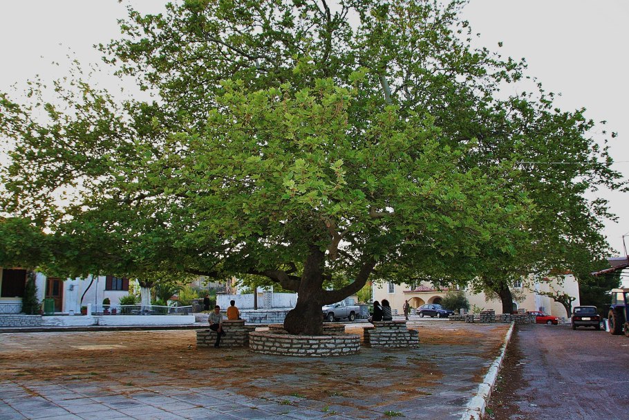 Платан чинара дерево