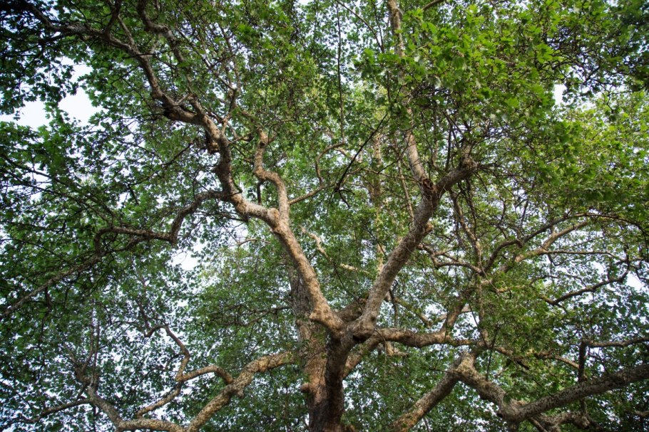 Дуб каменный вечнозеленый