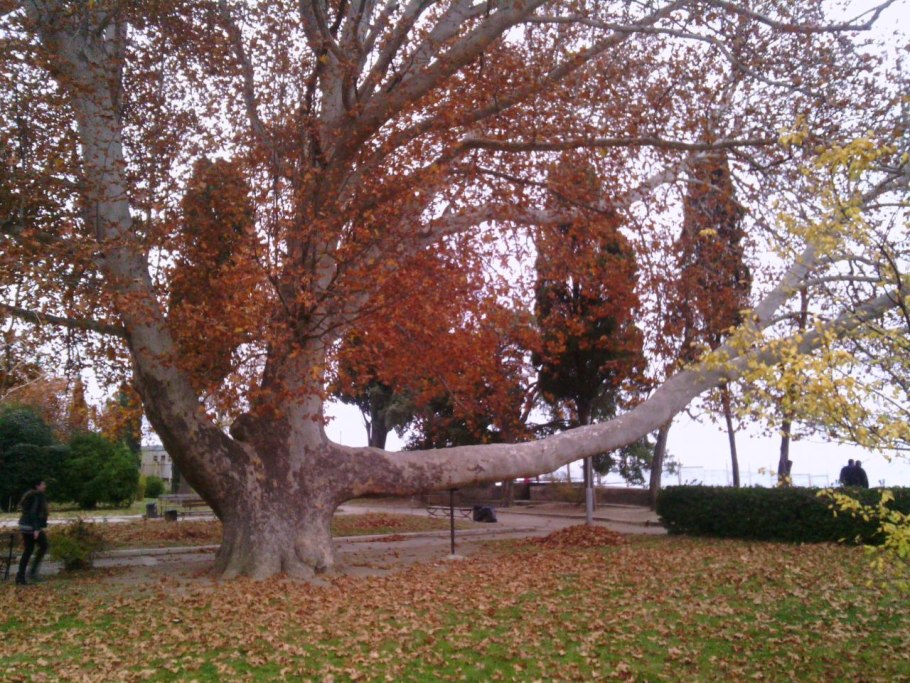 Платан алушта