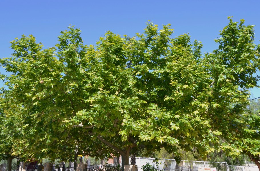 Acer platanoides princeton gold