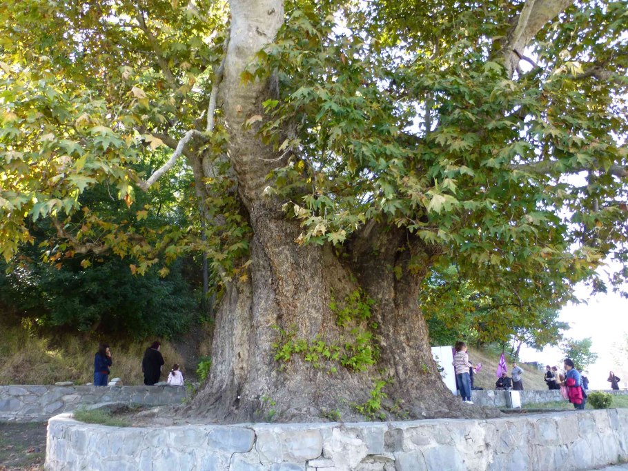 Телави дерево платан грузия