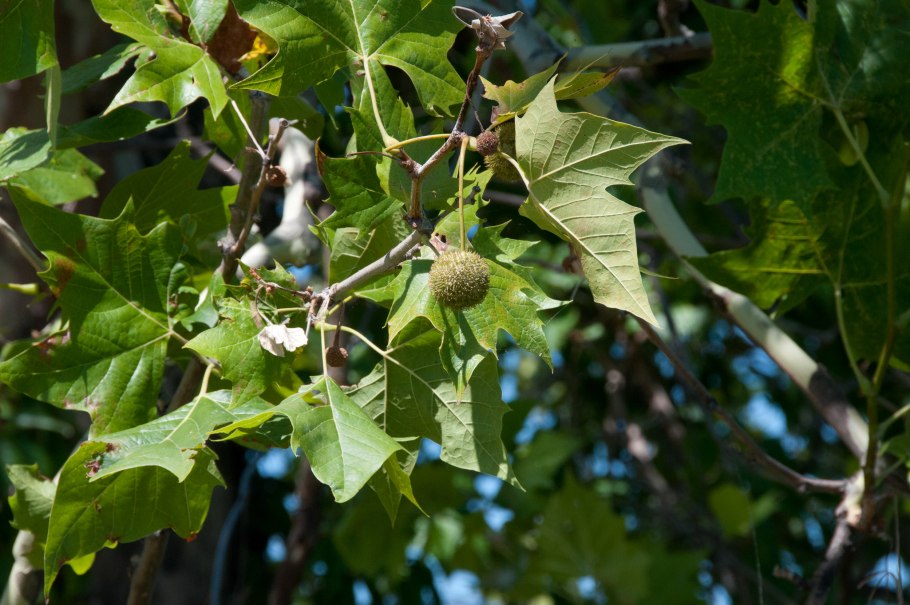 Платан западный platanus occidentalis