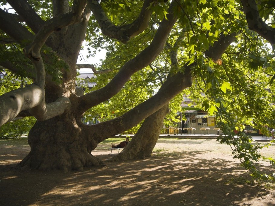 Дерево платан