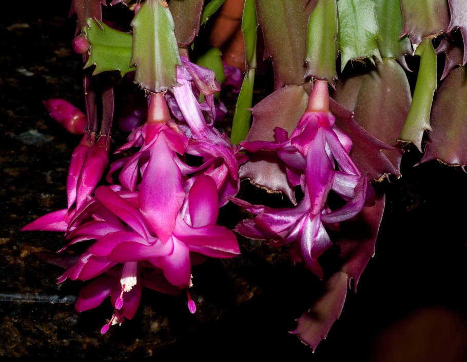 Шлюмбергера Schlumbergera Sanibel