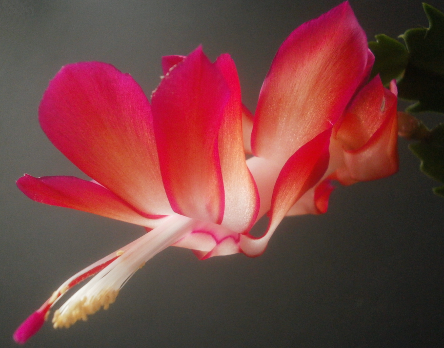 Schlumbergera russelliana