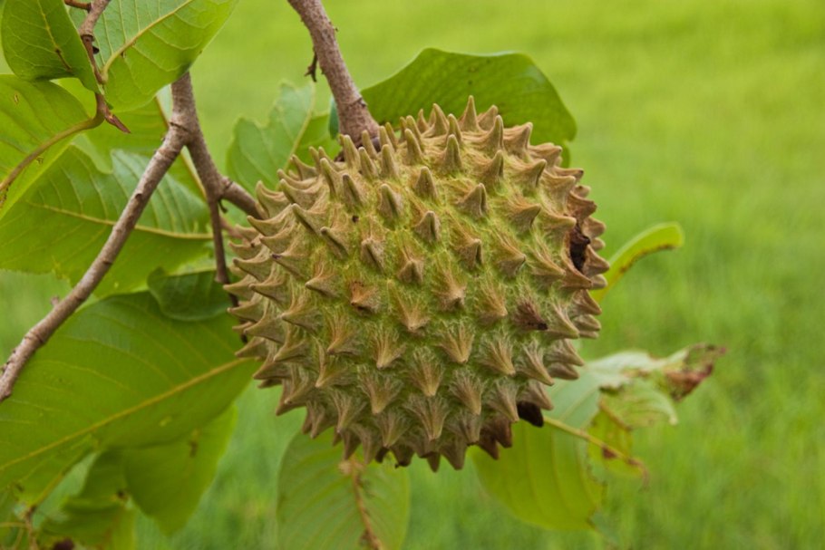 Дерево аннона пурпурная
