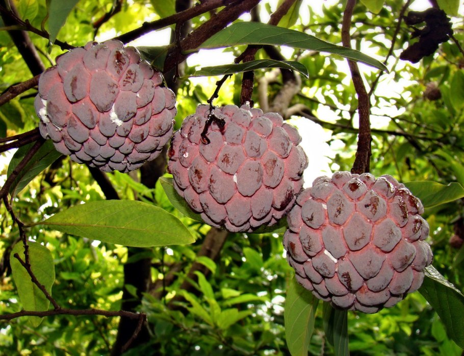 Annona cherimola (аннона черимойя) семена