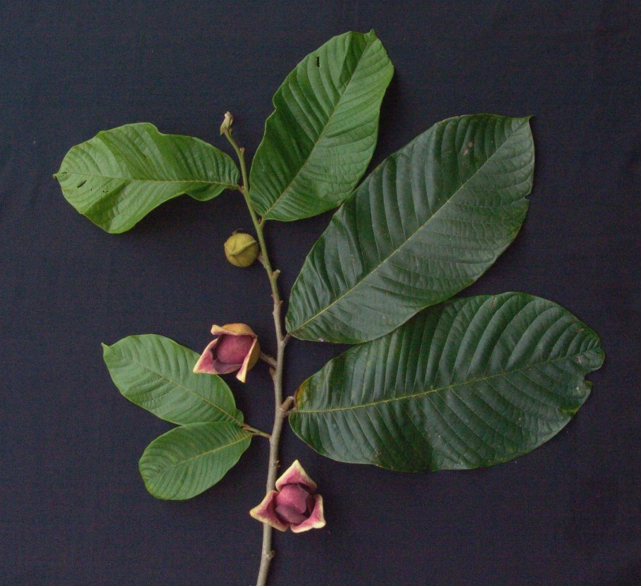 Annona purpurea moc. & Sesse ex Dunal — сонкойя