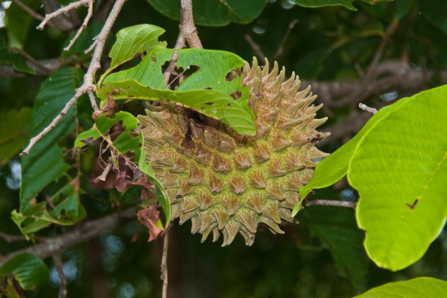 Гуанабана- пурпурная