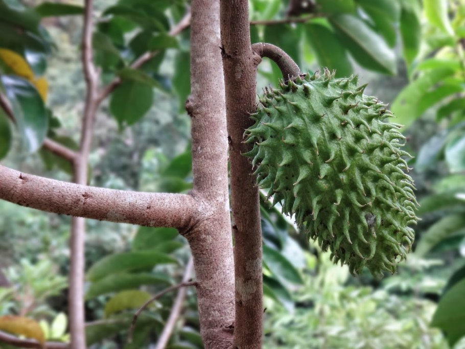 Аннона разнолистная