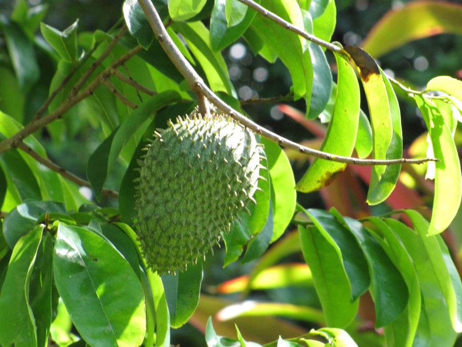 Annona muricata