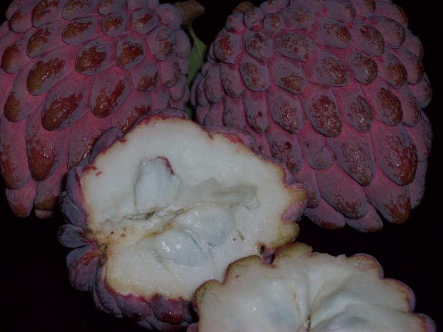 Annona diversifolia