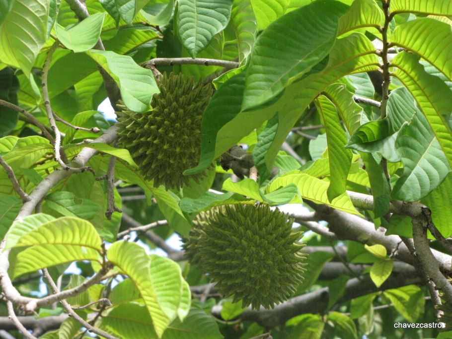 Annona purpurea