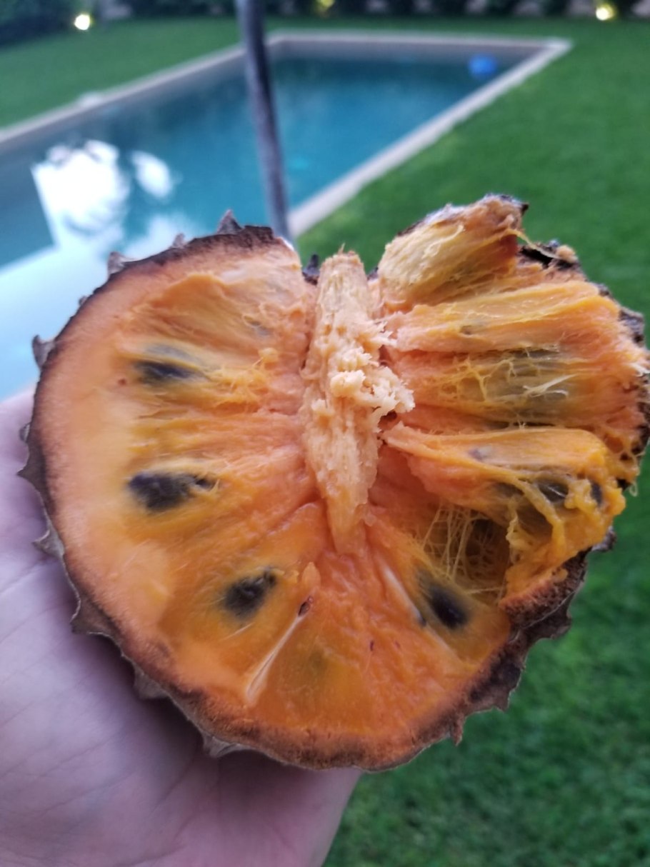 Рамбутан черимойя