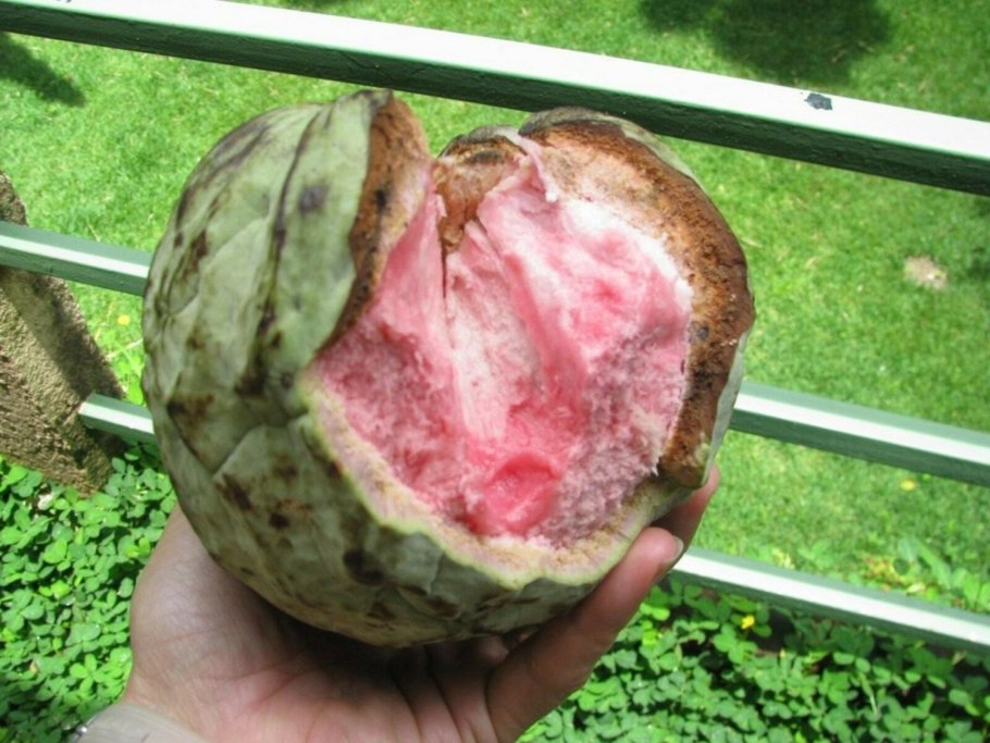 Экзотические фрукт