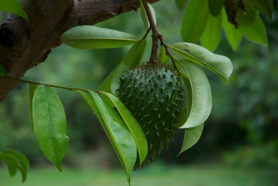 Аннона колючая