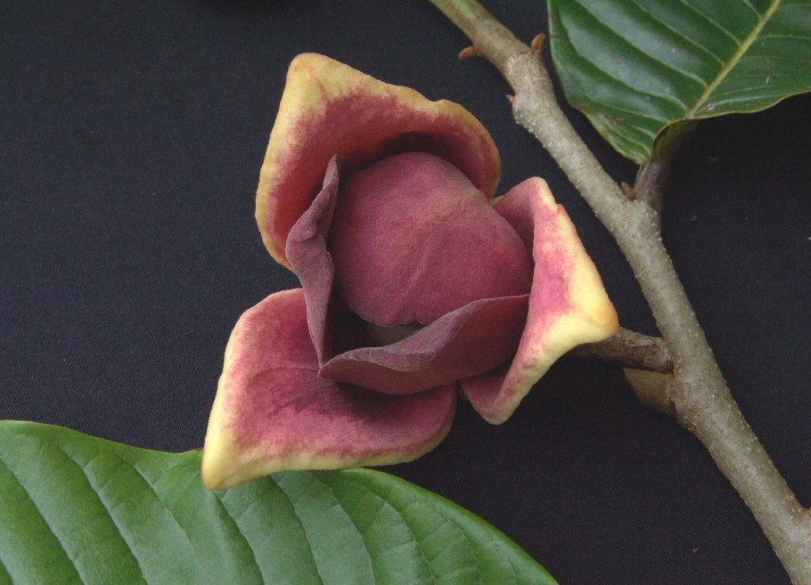 Аннона сахарное яблоко