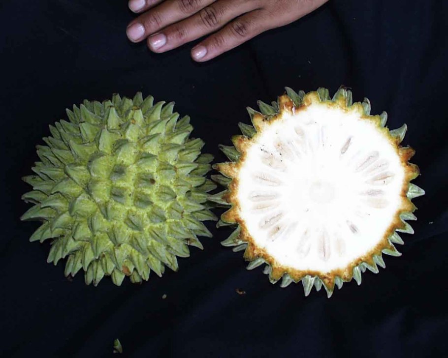 Annona purpurea moc. & Sesse ex Dunal — сонкойя