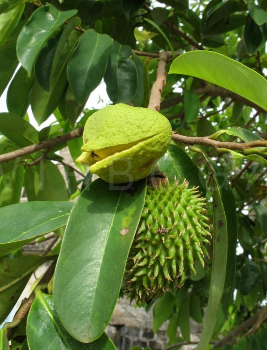 Гуанабана фрукт