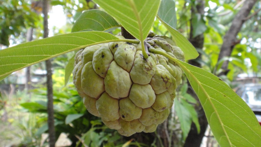 Аннона Сенегальская